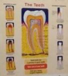 Dental Innovations